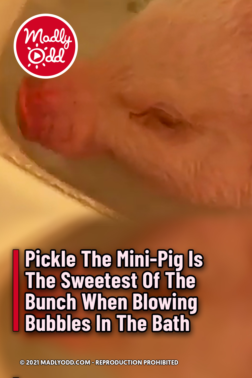 Pickle The Mini-Pig Is The Sweetest Of The Bunch When Blowing Bubbles In The Bath
