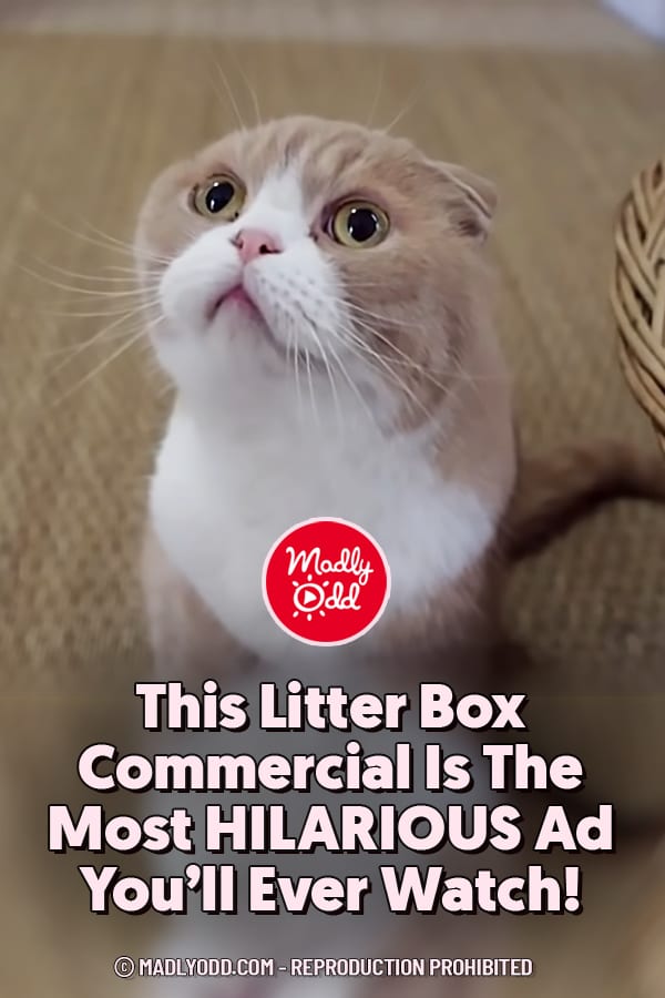 This Litter Box Commercial Is The Most HILARIOUS Ad You\'ll Ever Watch!