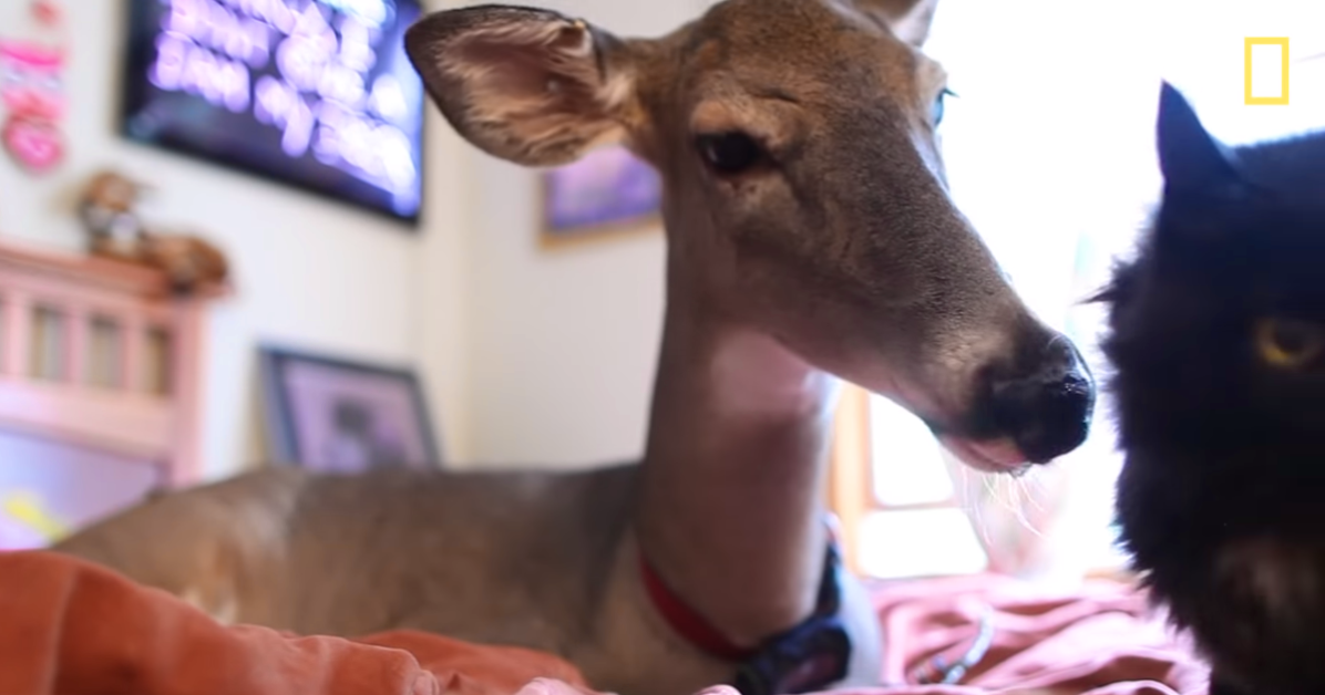 Deer and cancer survivor story
