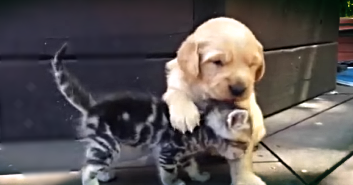 Puppy and Kitten Play