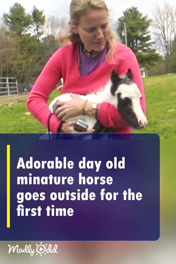 Adorable day old miniature horse goes outside for the very first time!
