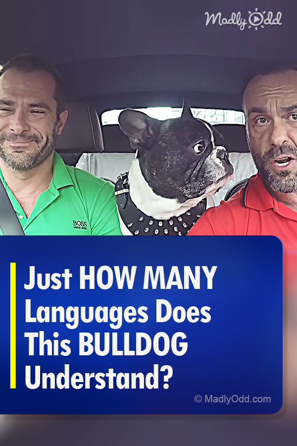 Just HOW MANY Languages Does This BULLDOG Understand?