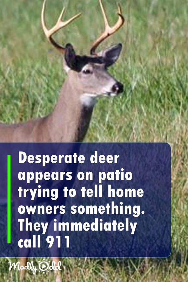 Desperate deer appears on patio trying to tell homeowners something. They immediately call 911