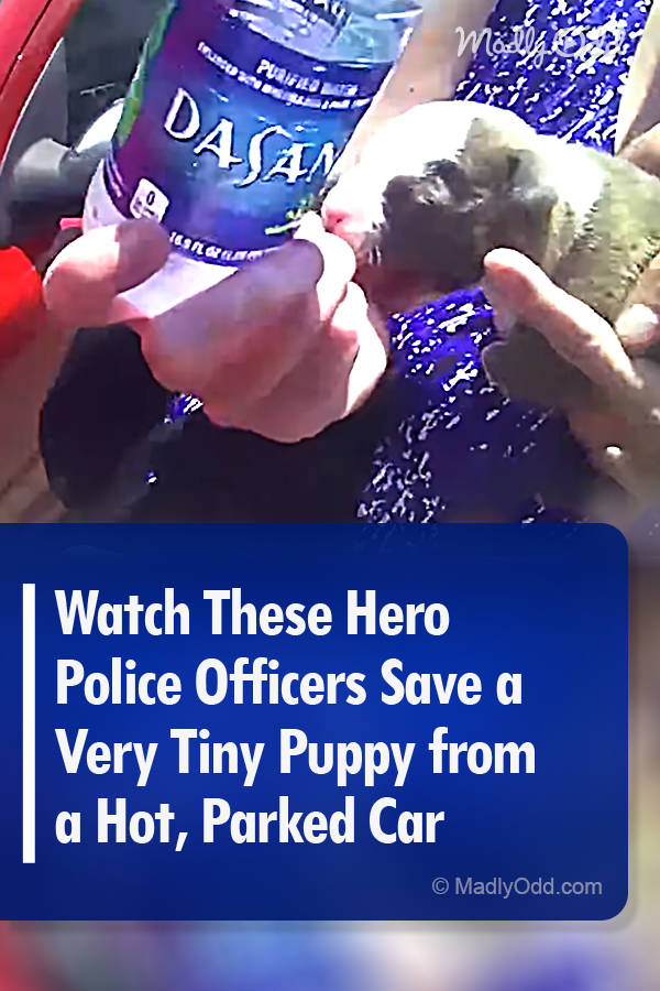 Watch These Hero Police Officers Save a Very Tiny Puppy from a Hot, Parked Car