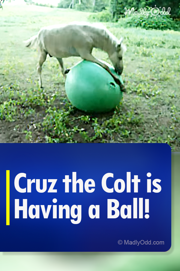 Cruz the Colt is having a ball!