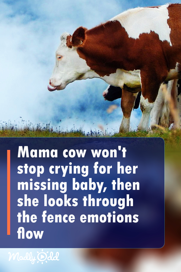 Mama cow won\'t stop crying for her missing baby, then looks through the fence and emotions flow
