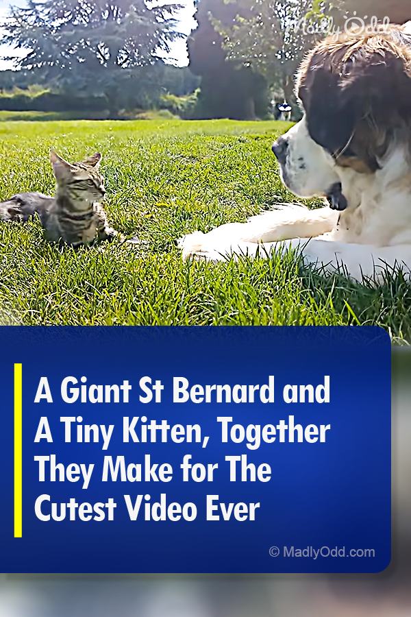 A Giant St Bernard and A Tiny Kitten, Together They Make for The Cutest Video Ever