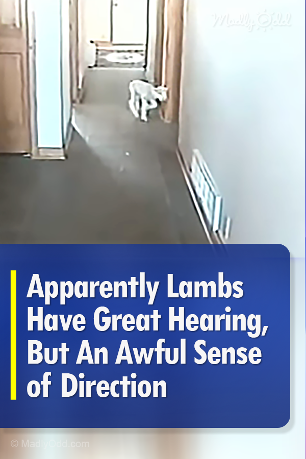 Apparently Lambs Have Great Hearing, But An Awful Sense of Direction