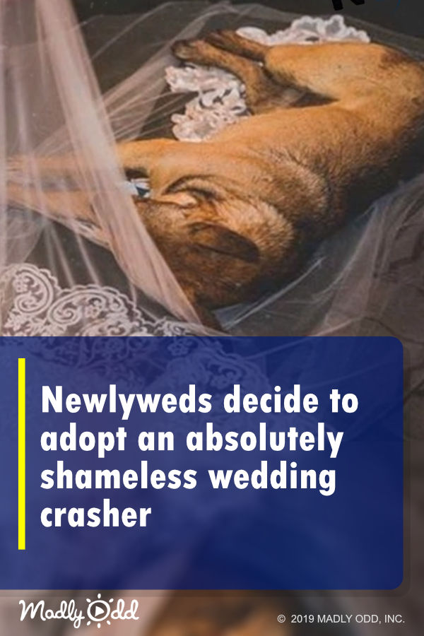 Newlyweds decide to adopt an absolutely shameless wedding crasher