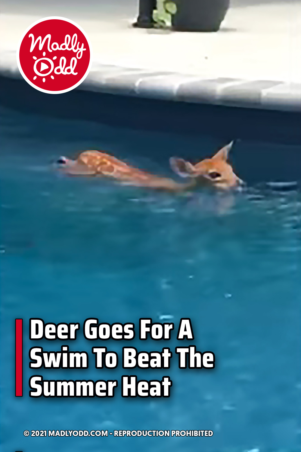 Deer Goes For A Swim To Beat The Summer Heat