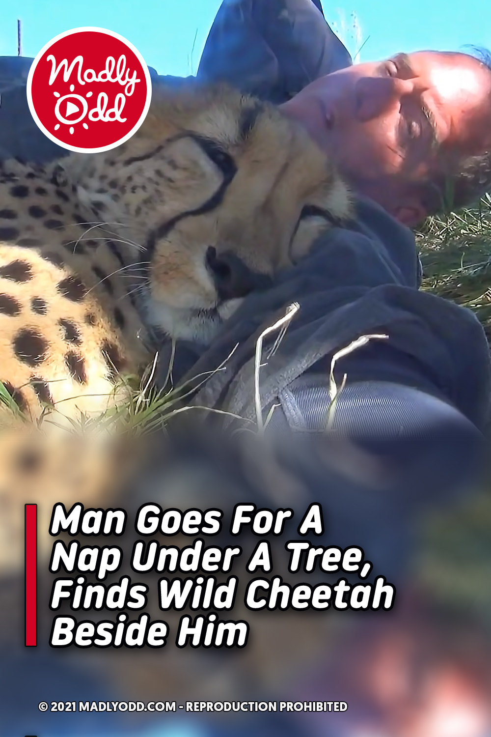 Man Goes For A Nap Under A Tree, Finds Wild Cheetah Beside Him