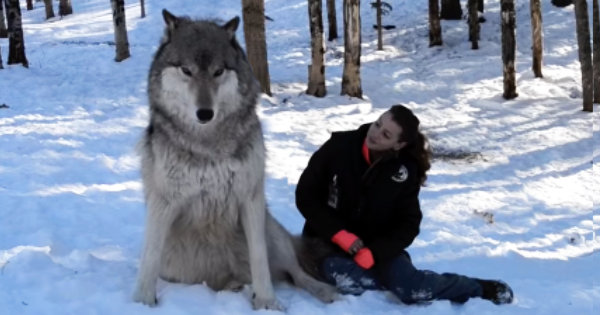 Giant wolf with woman