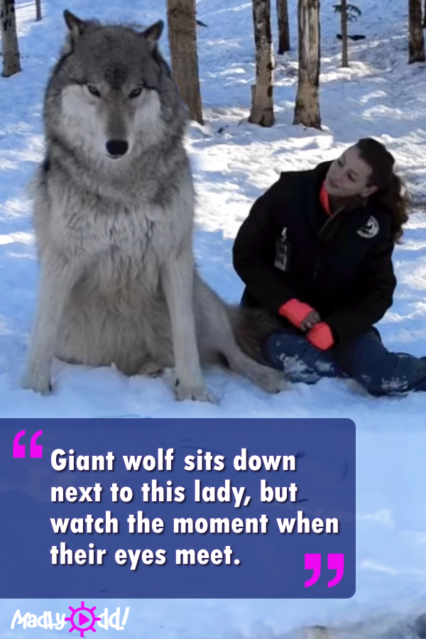 Giant Wolf Sits Down Next To This Lady, But Watch The Moment When Their Eyes Meet