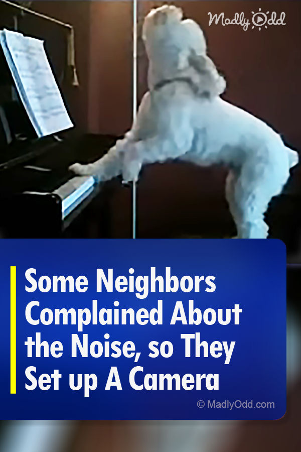 Some Neighbors Complained About the Noise, so They Set up A Camera