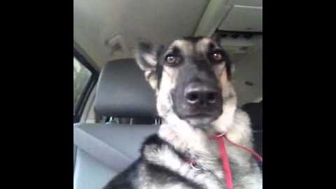 A Dog Hears His New Favorite Song on The Radio. How He Responds? You’ve Got to See This!