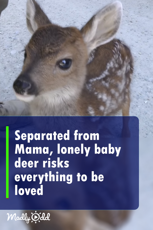 Separated From Mama, Lonely Baby Deer Risks Everything to Be Loved