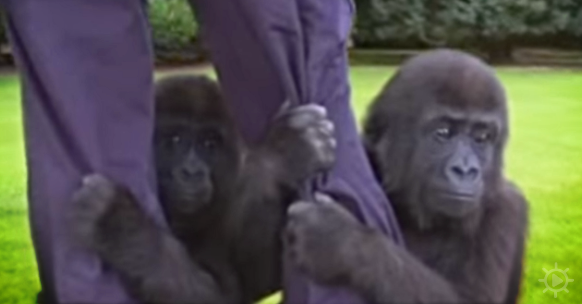 Gorilla Babies