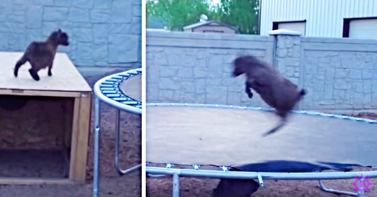 Baby goat on trampoline