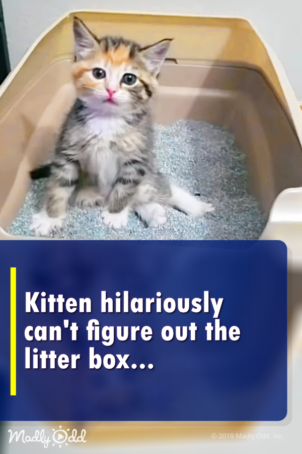 Kitten hilariously can\'t figure out the litter box