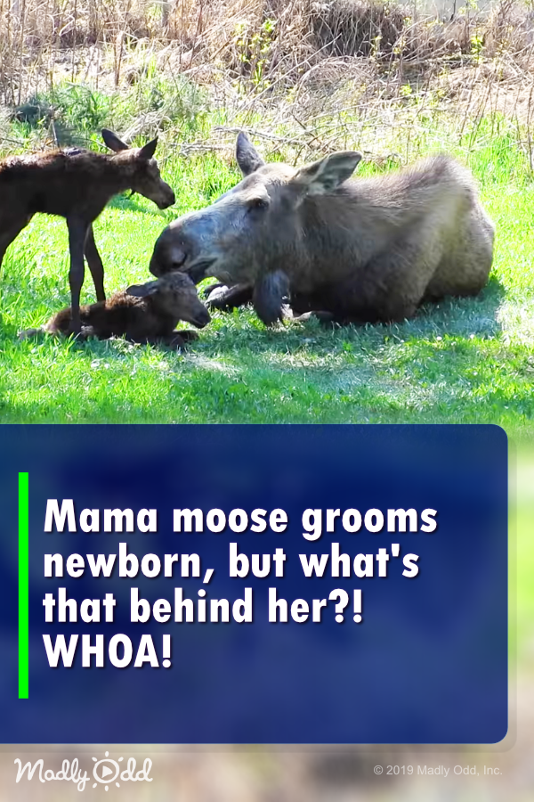 Moose starts grooming her newborn, but keep a close eye on who’s behind her! Whoa!