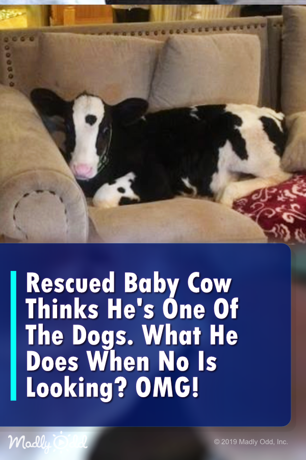 This Rescued Baby Cow Thinks He Is One Of The Dogs. But What He Did When No One Was Around? LOL!
