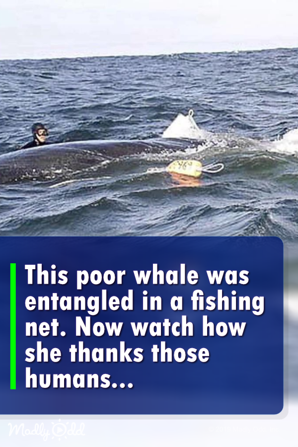 This Poor Whale Was Entangled in A Fishing Net. Now Watch How She Thanks Those Humans Who Save Her