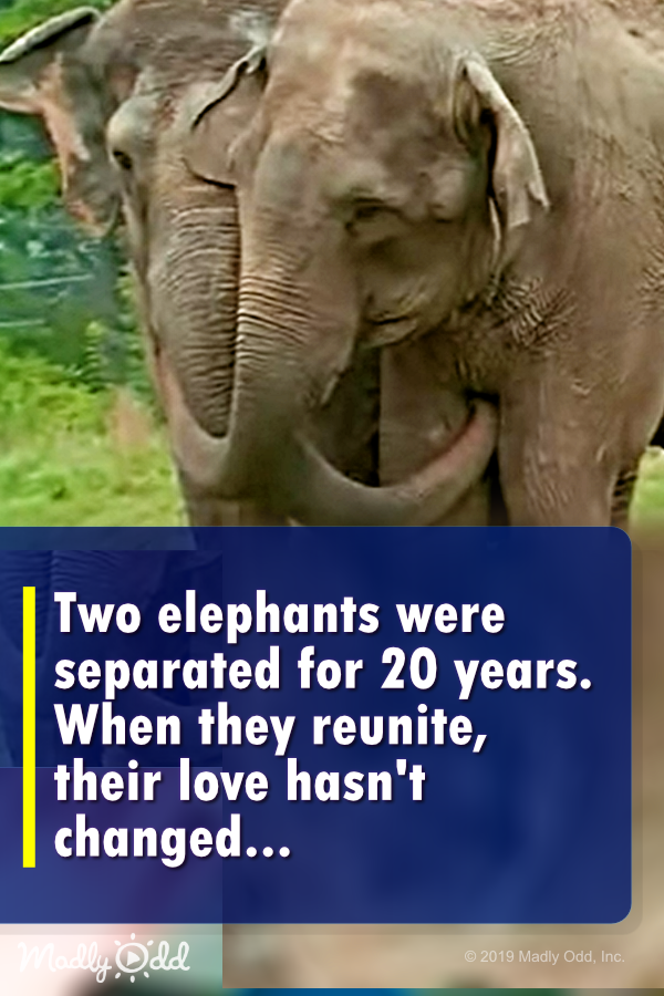 Two elephants were separated for 20 years. When they reunite — their love hasn’t changed