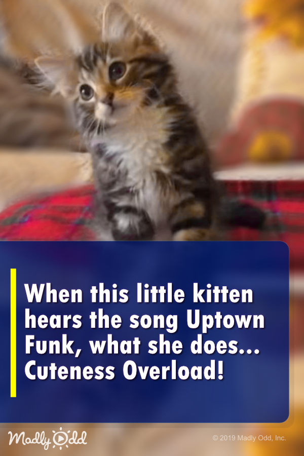 When this little kitten hears the song Uptown Funk, what she does... hilarious!