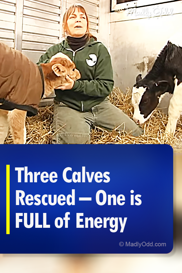Three Calves Rescued – One is FULL of Energy