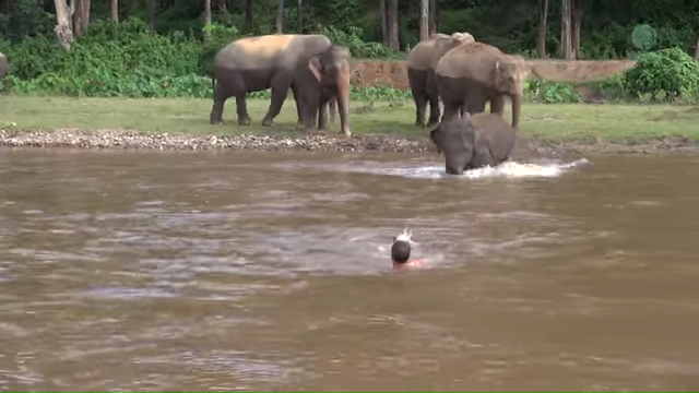 Elephant and Man