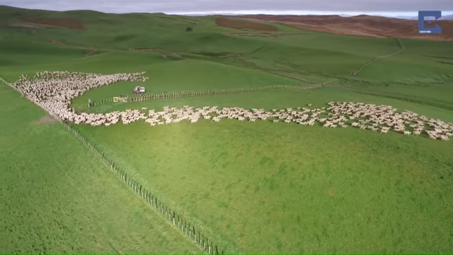 Mass Sheep Herding