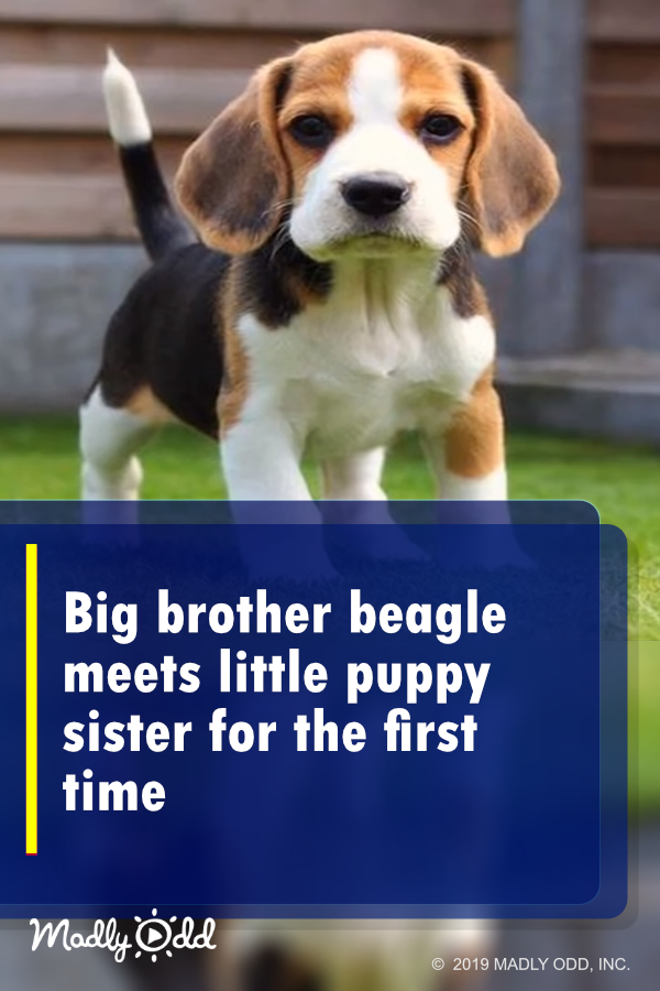 Big brother beagle meets little puppy sister for the first time