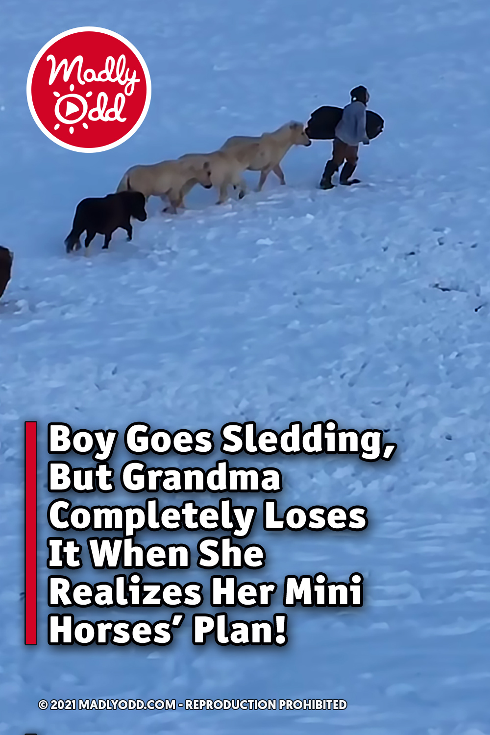 Teen-boy goes sledding, Granma seeing what her tiny horses were up to cracks up