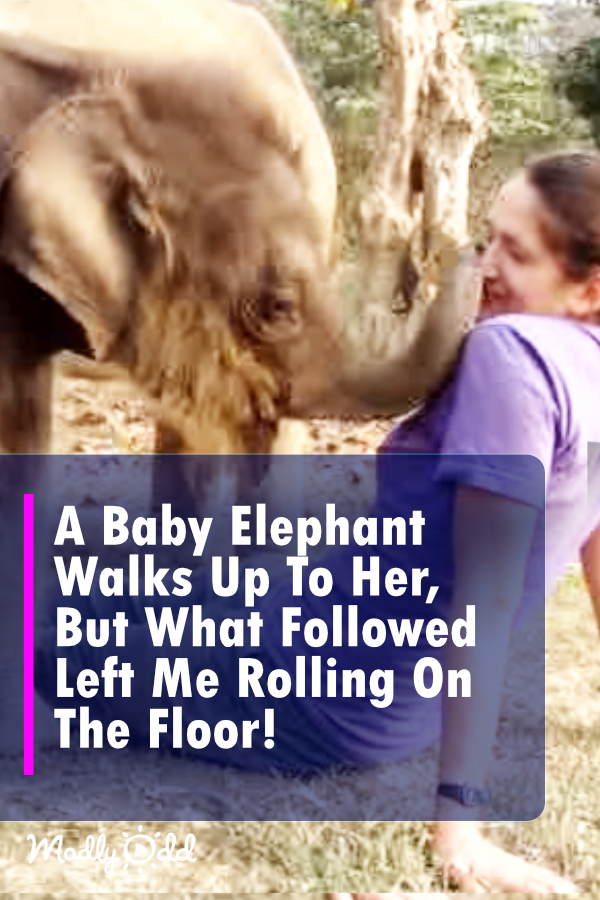 A Baby Elephant Walks Up To Her, But What Followed Left Me Rolling On The Floor!