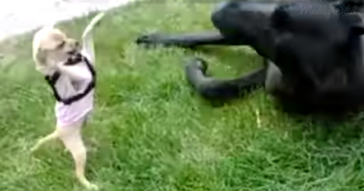 Chihuahua and Great Dane play.