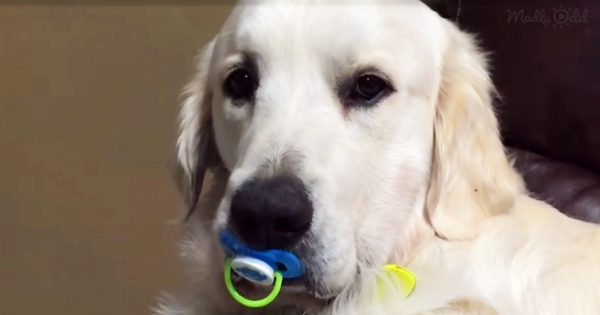 Dog and pacifier