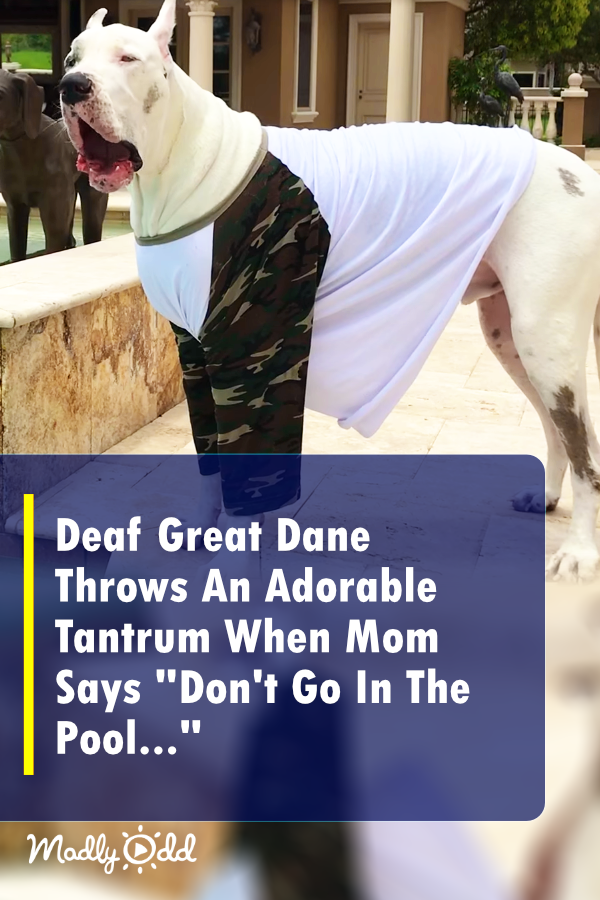 Deaf Great Dane Throws An Adorable Tantrum When Mom Says \