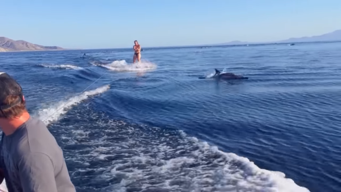 woman water skiing dolphins