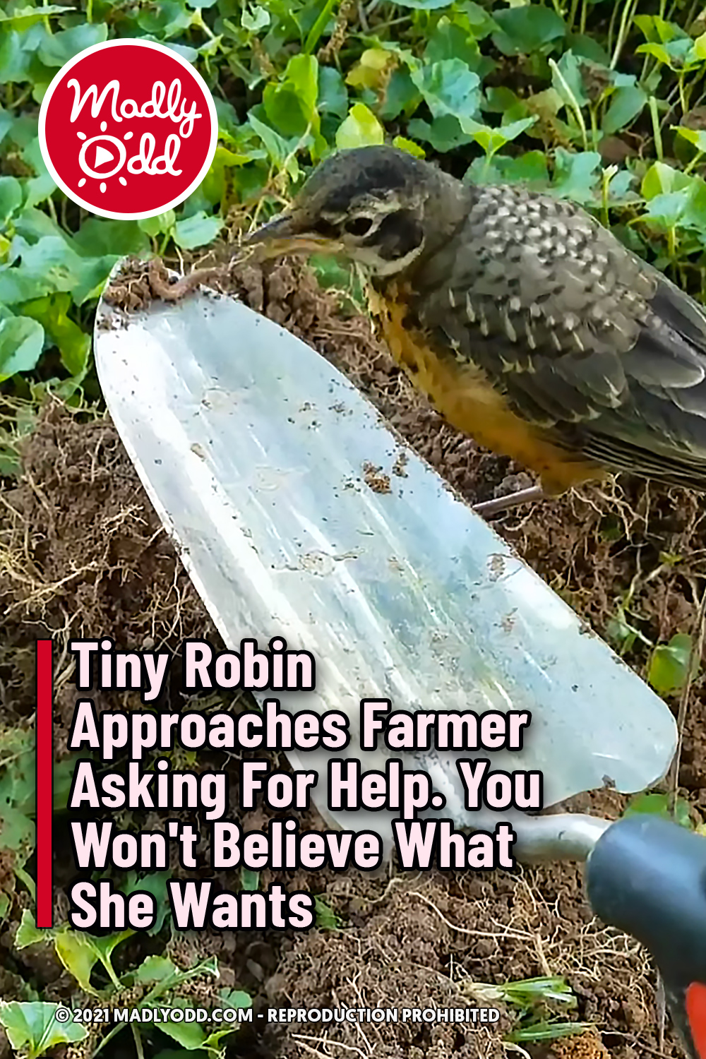 Tiny Robin Approaches Farmer Asking For Help. You Won\'t Believe What She Wants