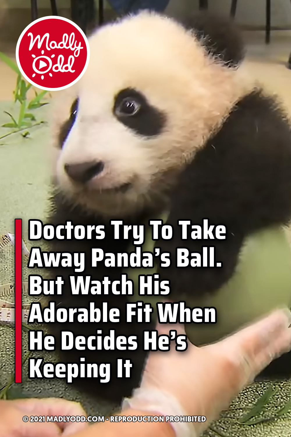 Doctors Try To Take Away Panda’s Ball. But Watch His Adorable Fit When He Decides He\'s Keeping It