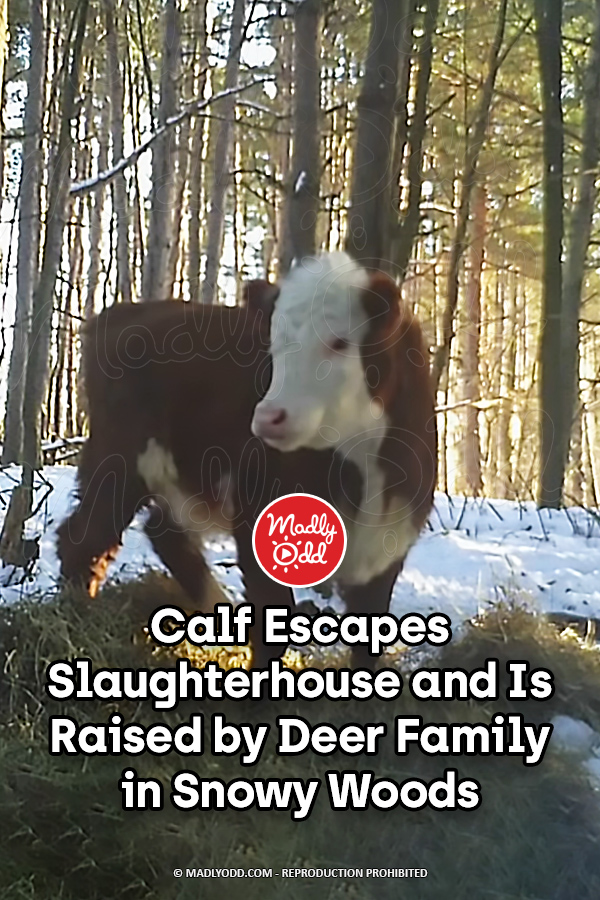 Calf Escapes Slaughterhouse and Is Raised by Deer Family in Snowy Woods