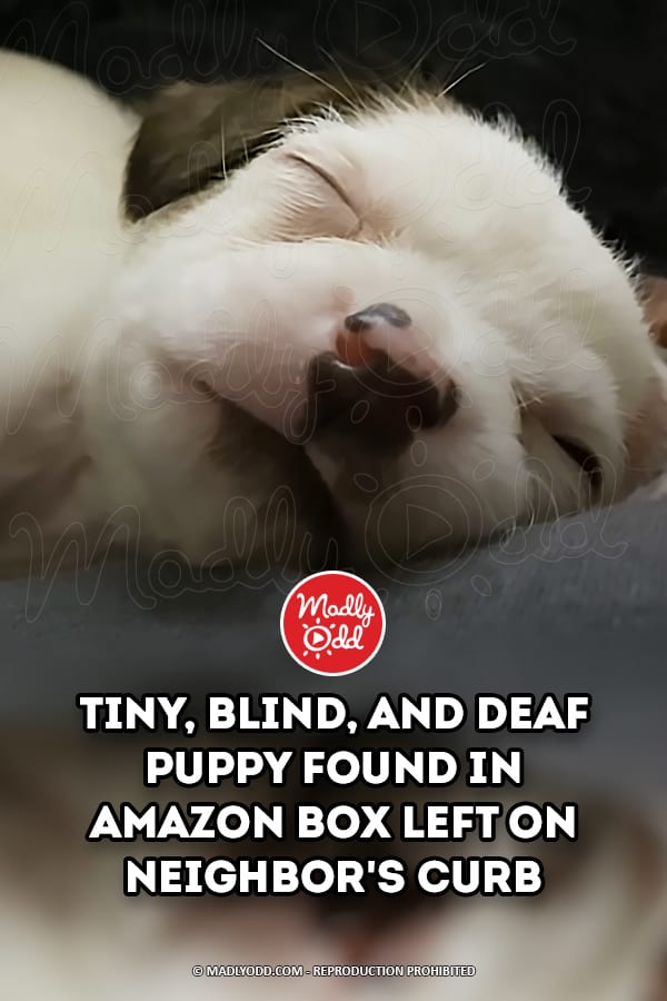 Tiny, blind, and deaf puppy found in Amazon box left on neighbor\'s curb