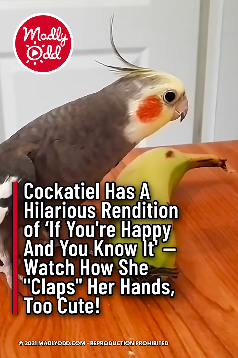 Cockatiel Has A Hilarious Rendition of ‘If You\'re Happy And You Know It\' — Watch How She \