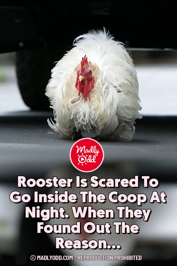 Rooster Is Scared To Go Inside The Coop At Night. When They Found Out The Reason...