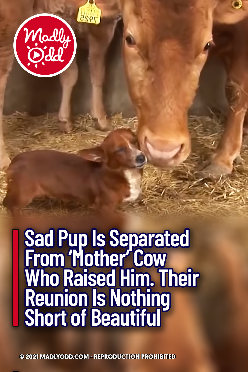 Sad Pup Is Separated From \'Mother\' Cow Who Raised Him. Their Reunion Is Nothing Short of Beautiful