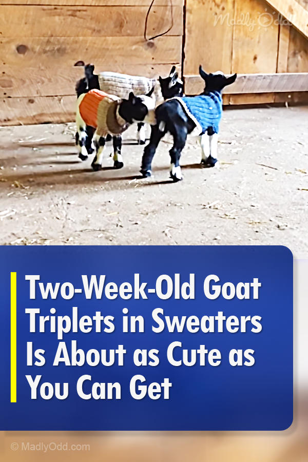Two-Week-Old Goat Triplets in Sweaters Is About as Cute as You Can Get