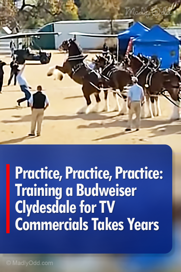 Practice, Practice, Practice: Training a Budweiser Clydesdale for Tv Commercials Takes Years