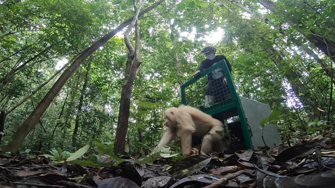 Albino Orangutan Release