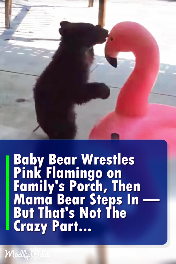 Baby Bear Wrestles Pink Flamingo on The Porch, Then Mama Bear Steps In – But That\'s Not The Crazy Part...