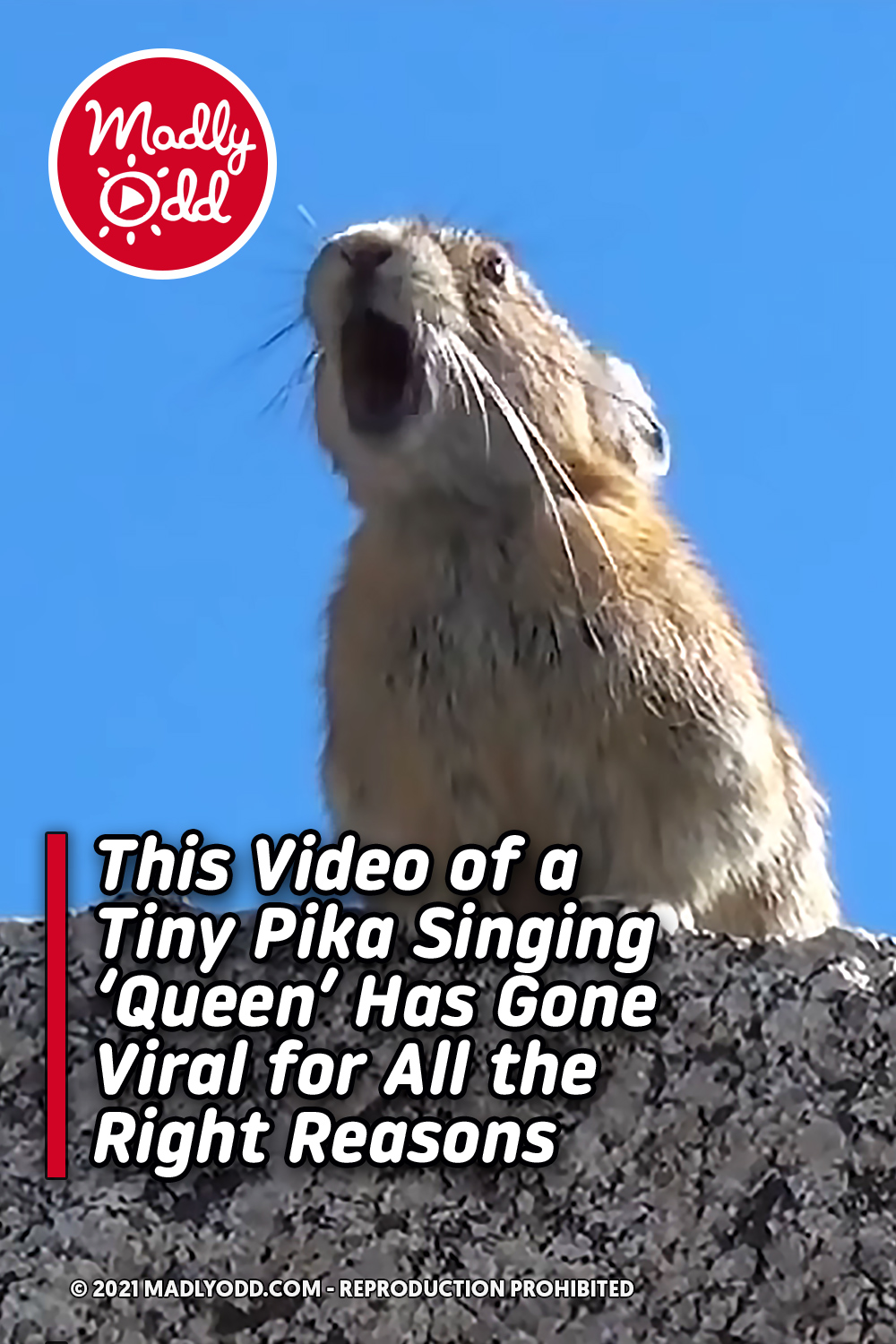 This Video of a Tiny Pika Singing \'Queen\' Has Gone Viral for All the Right Reasons